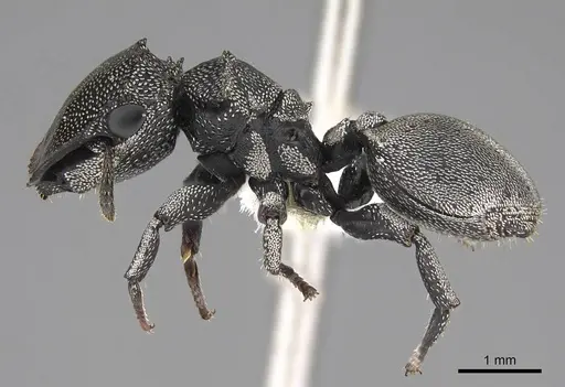 Cephalotes cristatus - CASENT0922598