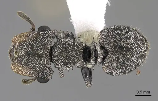 Cephalotes cristatus - CASENT0922599