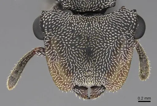 Cephalotes cristatus - CASENT0922599