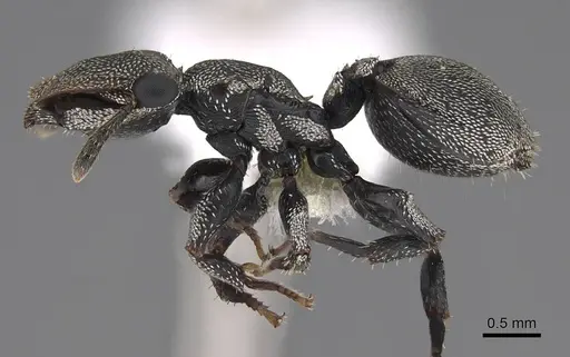 Cephalotes cristatus - CASENT0922599