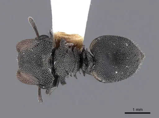 Cephalotes cristatus - FMNHINS0000047665