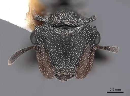 Cephalotes cristatus - FMNHINS0000047665
