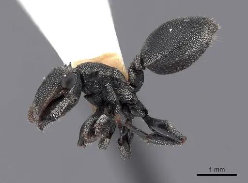 Cephalotes cristatus - FMNHINS0000047665
