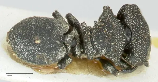Cephalotes cristatus - FOCOL2148