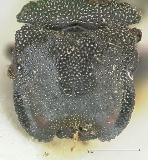 Cephalotes cristatus - FOCOL2148