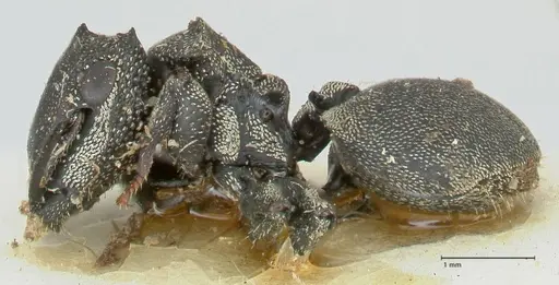 Cephalotes cristatus - FOCOL2148