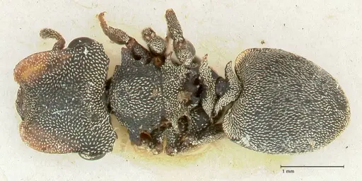 Cephalotes cristatus - FOCOL2149