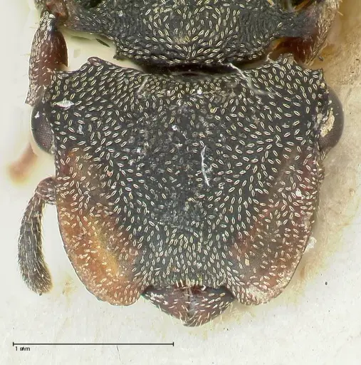 Cephalotes cristatus - FOCOL2149