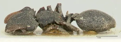 Cephalotes cristatus - FOCOL2149