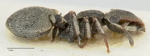 Cephalotes cristatus - FOCOL2149