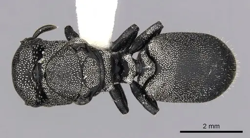 Cephalotes cristatus - INBIOCRI001259792