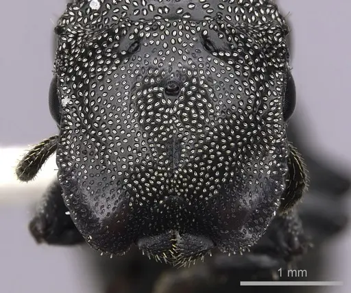 Cephalotes cristatus - INBIOCRI001259792