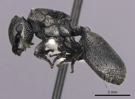 Cephalotes cristatus - INBIOCRI001259792