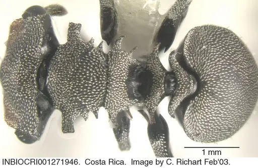 Cephalotes cristatus - INBIOCRI001271946