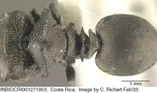 Cephalotes cristatus - INBIOCRI001271953