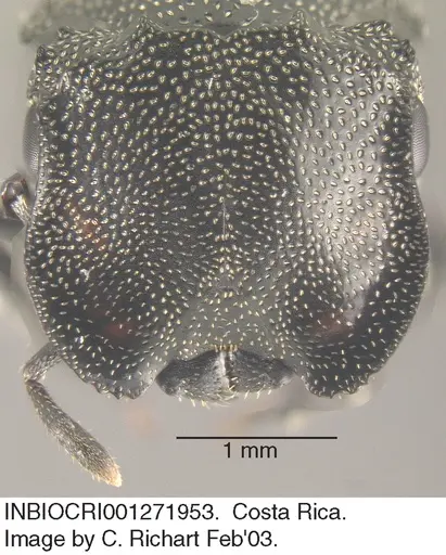 Cephalotes cristatus - INBIOCRI001271953