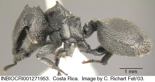 Cephalotes cristatus - INBIOCRI001271953