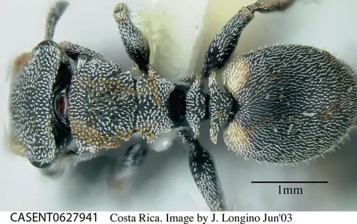 Cephalotes curvistriatus specimen