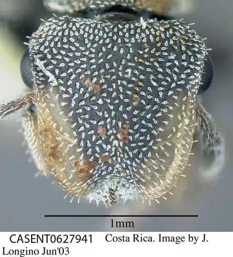 Cephalotes curvistriatus specimen