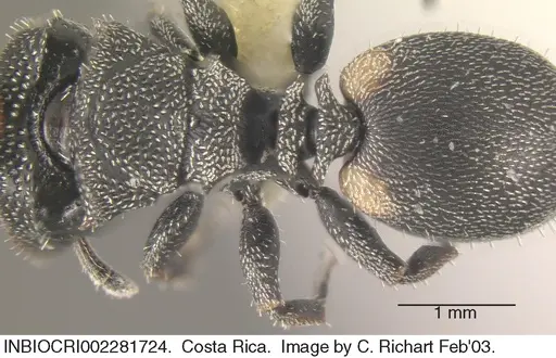 Cephalotes curvistriatus - INBIOCRI002281724