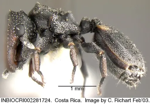 Cephalotes curvistriatus - INBIOCRI002281724