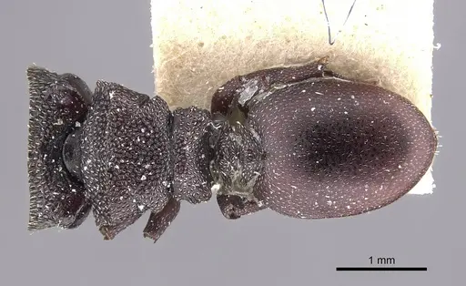 Cephalotes decoloratus specimen