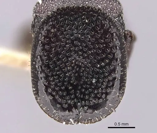 Cephalotes decoloratus specimen
