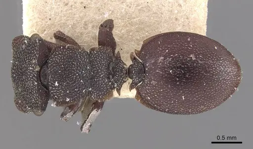 Cephalotes decoloratus - CASENT0909300
