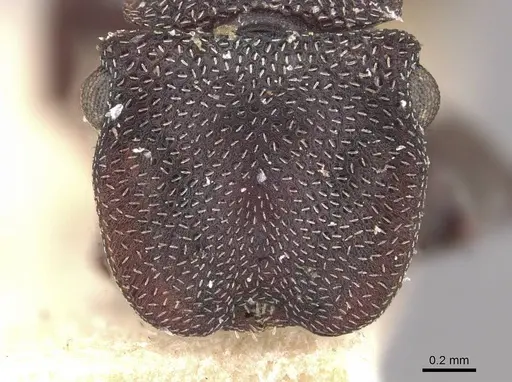 Cephalotes decoloratus - CASENT0909300