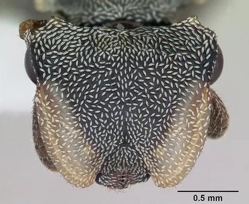 Cephalotes depressus specimen