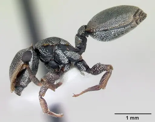 Cephalotes depressus specimen
