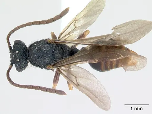 Cephalotes depressus - CASENT0173673