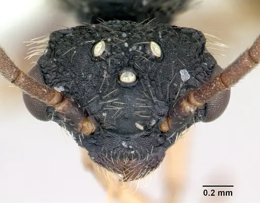 Cephalotes depressus - CASENT0173673