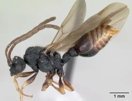 Cephalotes depressus - CASENT0173673