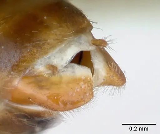 Cephalotes depressus - CASENT0173673