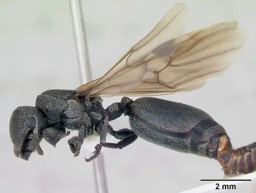 Cephalotes depressus - CASENT0173674