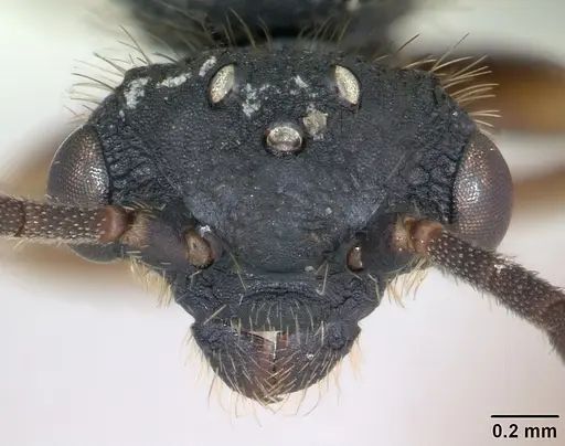 Cephalotes depressus - CASENT0173675