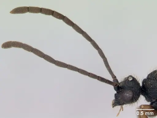 Cephalotes depressus - CASENT0173675