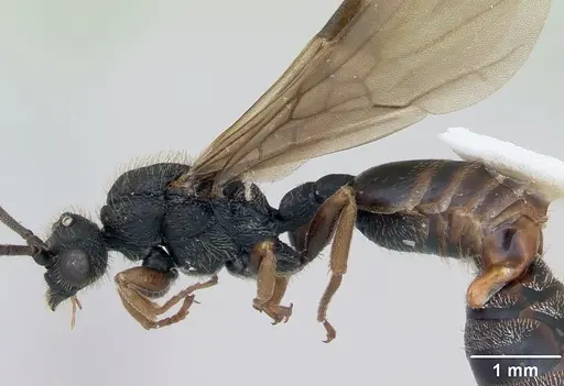 Cephalotes depressus - CASENT0173675