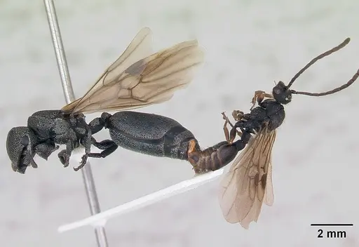 Cephalotes depressus - CASENT0173675