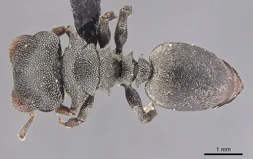 Cephalotes depressus - CASENT0909272