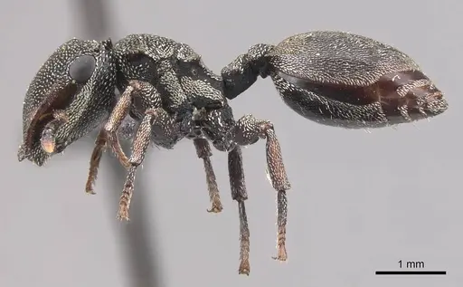 Cephalotes depressus - CASENT0909272