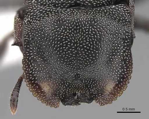 Cephalotes depressus - CASENT0922600