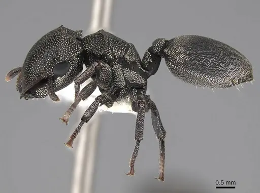 Cephalotes depressus - CASENT0922600
