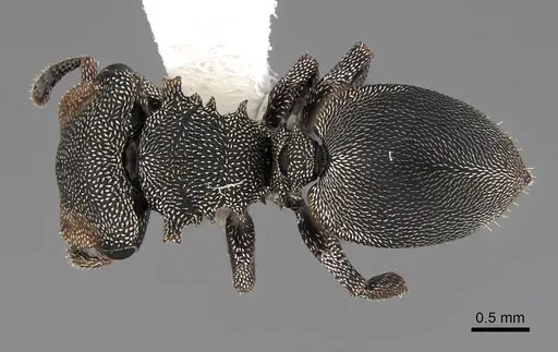 Cephalotes depressus - CASENT0922601