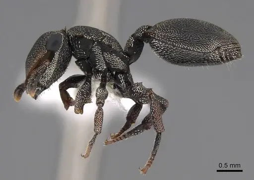 Cephalotes depressus - CASENT0922601