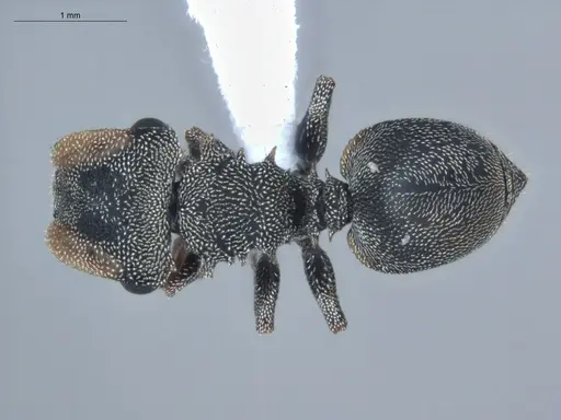 Cephalotes depressus - ECOFOG-BUG-1283-05