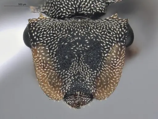 Cephalotes depressus - ECOFOG-BUG-1283-05