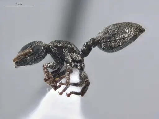 Cephalotes depressus - ECOFOG-BUG-1283-05