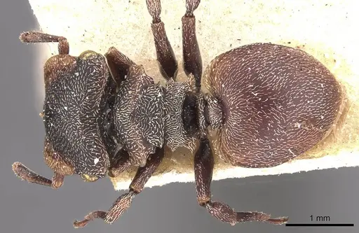 Cephalotes duckei specimen